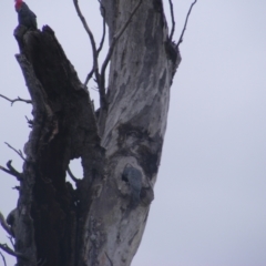 Callocephalon fimbriatum (Gang-gang Cockatoo) at Mount Mugga Mugga - 12 Oct 2022 by MichaelMulvaney