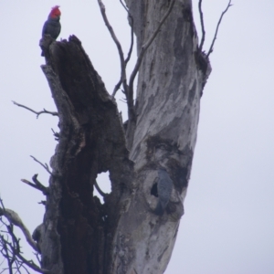 Callocephalon fimbriatum at O'Malley, ACT - suppressed