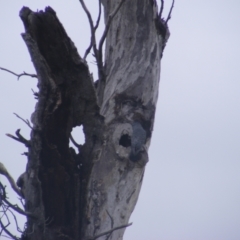 Callocephalon fimbriatum at O'Malley, ACT - 13 Oct 2022