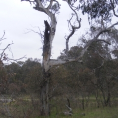 Callocephalon fimbriatum at O'Malley, ACT - suppressed