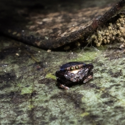 Simaethula sp. (genus) (A jumping spider) at Bruce, ACT - 12 Oct 2022 by Roger