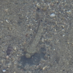 Unverified Gudgeon snd Sleeper Gobies at Bowen, QLD - 29 Apr 2022 by TerryS