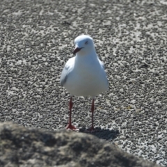 Chroicocephalus novaehollandiae (Silver Gull) at Bowen, QLD - 29 Apr 2022 by TerryS