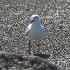 Chroicocephalus novaehollandiae (Silver Gull) at Bowen, QLD - 29 Apr 2022 by TerryS