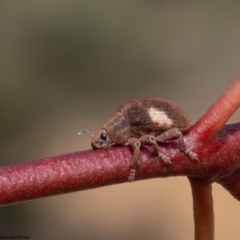 Gonipterus pulverulentus (Eucalyptus weevil) at Bruce, ACT - 12 Oct 2022 by Roger