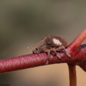 Gonipterus pulverulentus at Bruce, ACT - 12 Oct 2022 08:48 AM