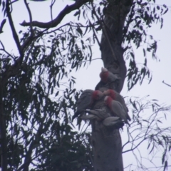 Eolophus roseicapilla at O'Malley, ACT - 13 Oct 2022