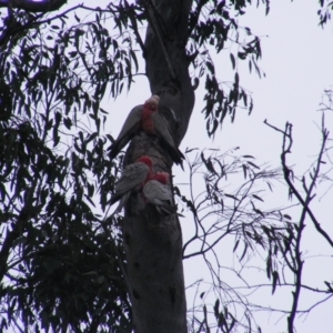 Eolophus roseicapilla at O'Malley, ACT - 13 Oct 2022