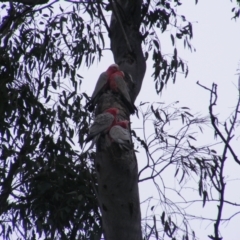 Eolophus roseicapilla at O'Malley, ACT - 13 Oct 2022