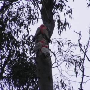 Eolophus roseicapilla at O'Malley, ACT - 13 Oct 2022 08:52 AM