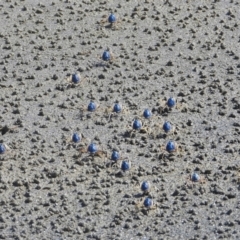 Unidentified Crab at Bowen, QLD - 29 Apr 2022 by TerryS