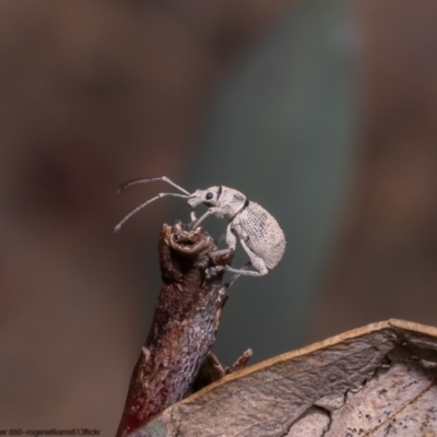 Merimnetes oblongus (Radiata pine shoot weevil) at Black Mountain - 11 Oct 2022 by Roger