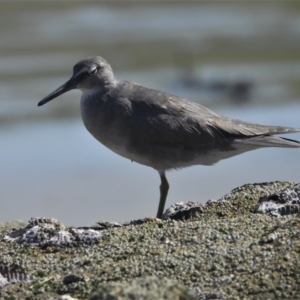 Tringa incana at Bowen, QLD - 29 Apr 2022