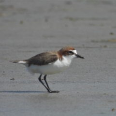 Charadrius ruficapillus (Red-capped Plover) at Bowen, QLD - 29 Apr 2022 by TerryS