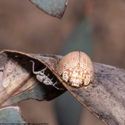 Paropsis atomaria (Eucalyptus leaf beetle) at Black Mountain - 11 Oct 2022 by Roger