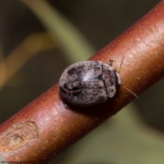 Trachymela sp. (genus) (Brown button beetle) at Bruce, ACT - 11 Oct 2022 by Roger