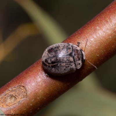 Trachymela sp. (genus) (Brown button beetle) at Bruce, ACT - 12 Oct 2022 by Roger