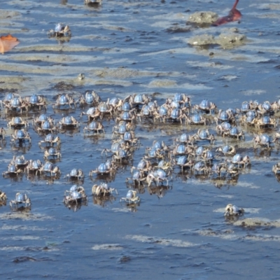 Mictyris longicarpus at Bowen, QLD - 29 Apr 2022 by TerryS