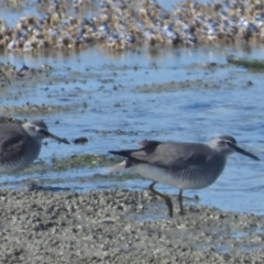 Tringa brevipes (Grey-tailed Tattler) at Bowen, QLD - 29 Apr 2022 by TerryS