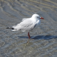 Chroicocephalus novaehollandiae (Silver Gull) at Bowen, QLD - 29 Apr 2022 by TerryS