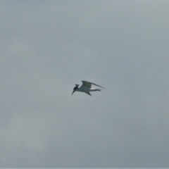 Thalasseus bergii (Crested Tern) at Bowen, QLD - 29 Apr 2022 by TerryS