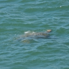 Chelonia mydas (Green Sea Turtle) at Bowen, QLD - 29 Apr 2022 by TerryS