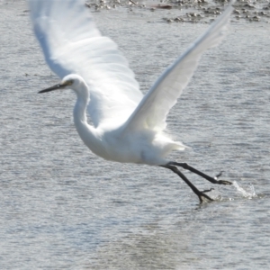 Egretta garzetta at Bowen, QLD - 29 Apr 2022