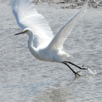 Egretta garzetta (Little Egret) at Bowen, QLD - 29 Apr 2022 by TerryS