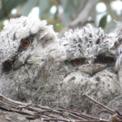 Podargus strigoides (Tawny Frogmouth) at Fyshwick, ACT - 11 Oct 2022 by Christine