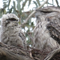 Podargus strigoides at Fyshwick, ACT - 11 Oct 2022