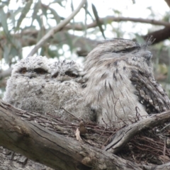 Podargus strigoides at Fyshwick, ACT - 11 Oct 2022 02:24 PM