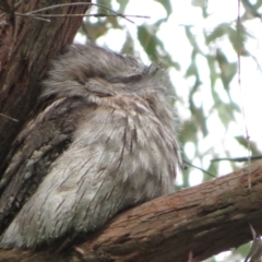 Podargus strigoides at Fyshwick, ACT - 11 Oct 2022