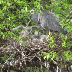 Egretta novaehollandiae at Fyshwick, ACT - 11 Oct 2022