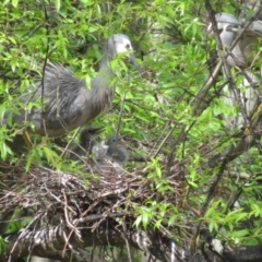 Egretta novaehollandiae at Fyshwick, ACT - 11 Oct 2022