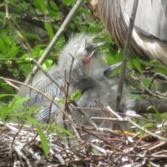 Egretta novaehollandiae at Fyshwick, ACT - 11 Oct 2022