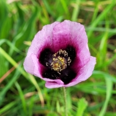 Papaver somniferum subsp. setigerum (Opium Poppy) at Lyneham, ACT - 11 Oct 2022 by trevorpreston