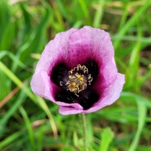 Papaver somniferum subsp. setigerum at Lyneham, ACT - 12 Oct 2022