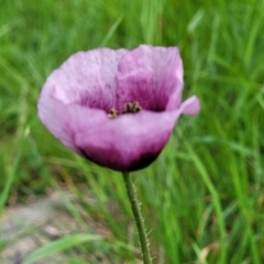 Papaver somniferum subsp. setigerum at Lyneham, ACT - 12 Oct 2022 09:22 AM