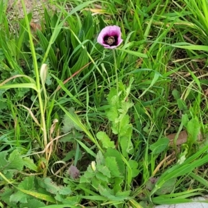 Papaver somniferum subsp. setigerum at Lyneham, ACT - 12 Oct 2022