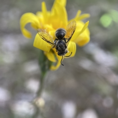 Lasioglossum (Chilalictus) sp. (genus & subgenus) (Halictid bee) at Bango Nature Reserve - 10 Oct 2022 by AJB