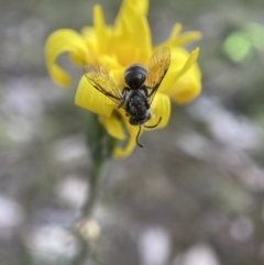Lasioglossum (Chilalictus) sp. (genus & subgenus) (Halictid bee) at Bango, NSW - 10 Oct 2022 by AJB