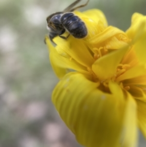 Lasioglossum (Chilalictus) sp. (genus & subgenus) at Bango, NSW - 10 Oct 2022