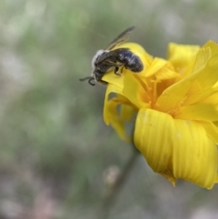 Lasioglossum (Chilalictus) sp. (genus & subgenus) at Bango, NSW - 10 Oct 2022