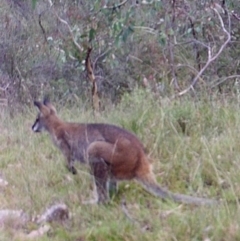 Notamacropus rufogriseus (Red-necked Wallaby) at Mount Taylor - 11 Apr 2022 by MountTaylorParkcareGroup