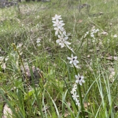 Wurmbea dioica subsp. dioica (Early Nancy) at Bango, NSW - 10 Oct 2022 by AJB