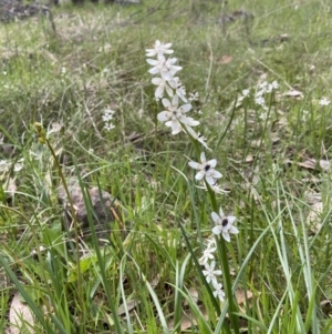 Wurmbea dioica subsp. dioica at Bango, NSW - 10 Oct 2022