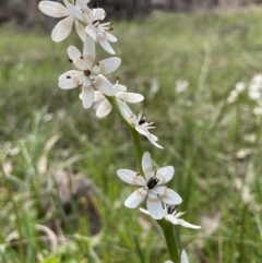 Wurmbea dioica subsp. dioica at Bango, NSW - 10 Oct 2022