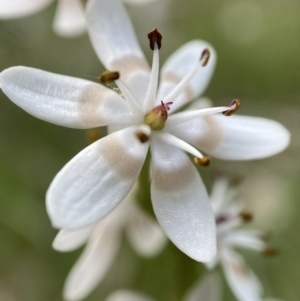 Wurmbea dioica subsp. dioica at Bango, NSW - 10 Oct 2022