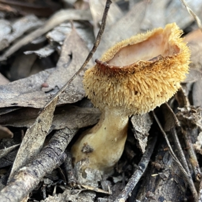 Hydnum 'repandum group' at Bango Nature Reserve - 26 Aug 2022 by AJB