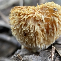 Hydnum 'repandum group' at Bango, NSW - 26 Aug 2022